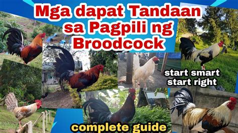 broodcock meaning in tagalog|Mga katangian ng broodcock .